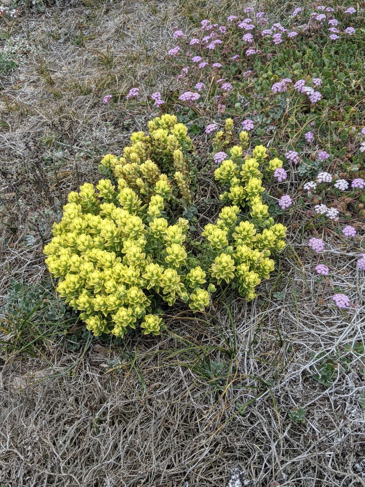 Image of softleaf Indian paintbrush