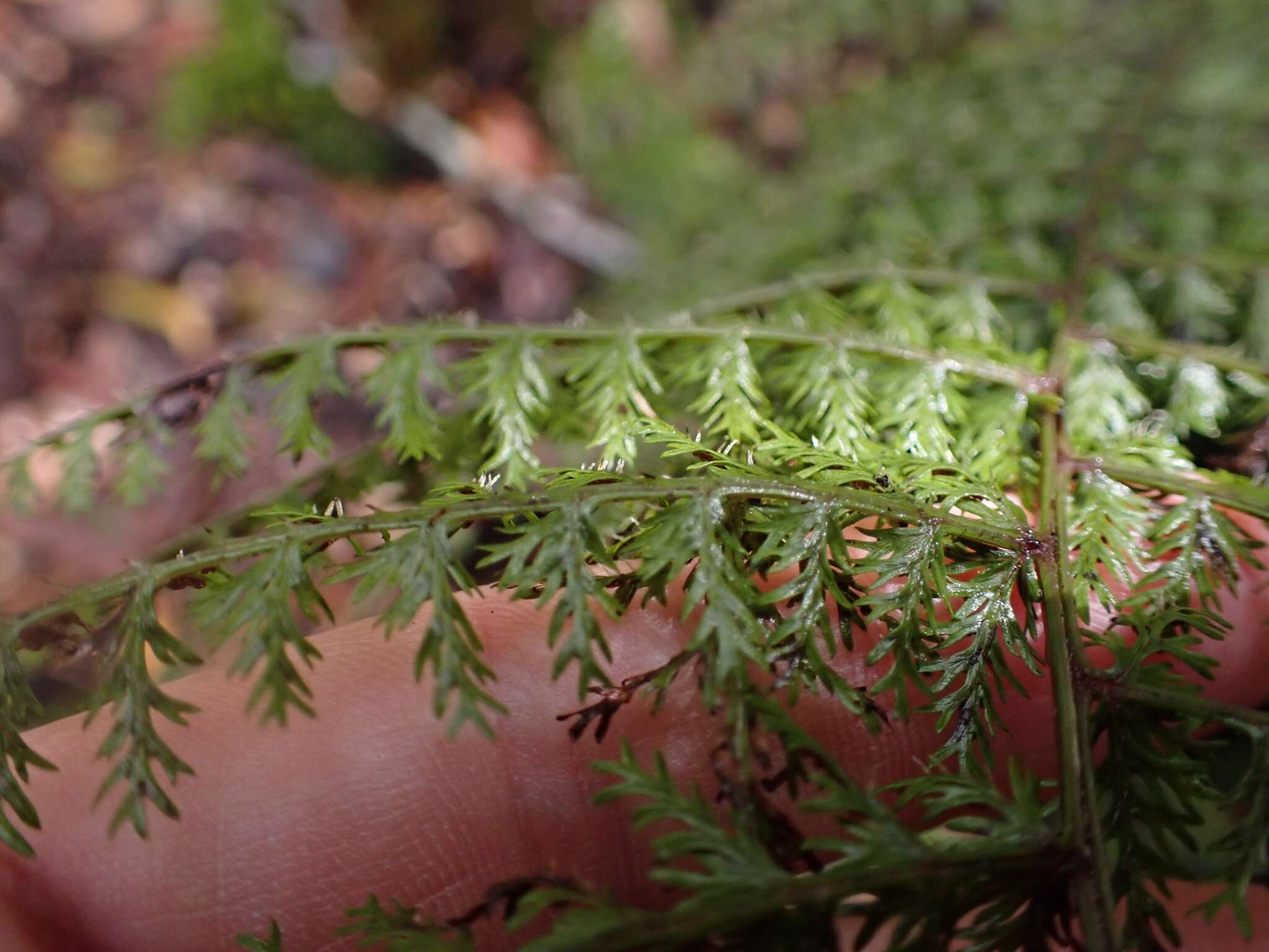 Image de Athyrium microphyllum (Sm.) Alston