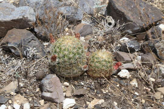 Image of Correll's hedgehog cactus