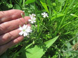 Image of Silene linnaeana V. N. Voroschilov