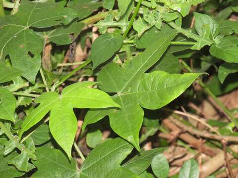 Image de Gossypioides kirkii (Mast.) Skovsted