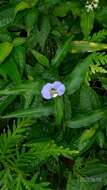 Image of Commelina auriculata Blume