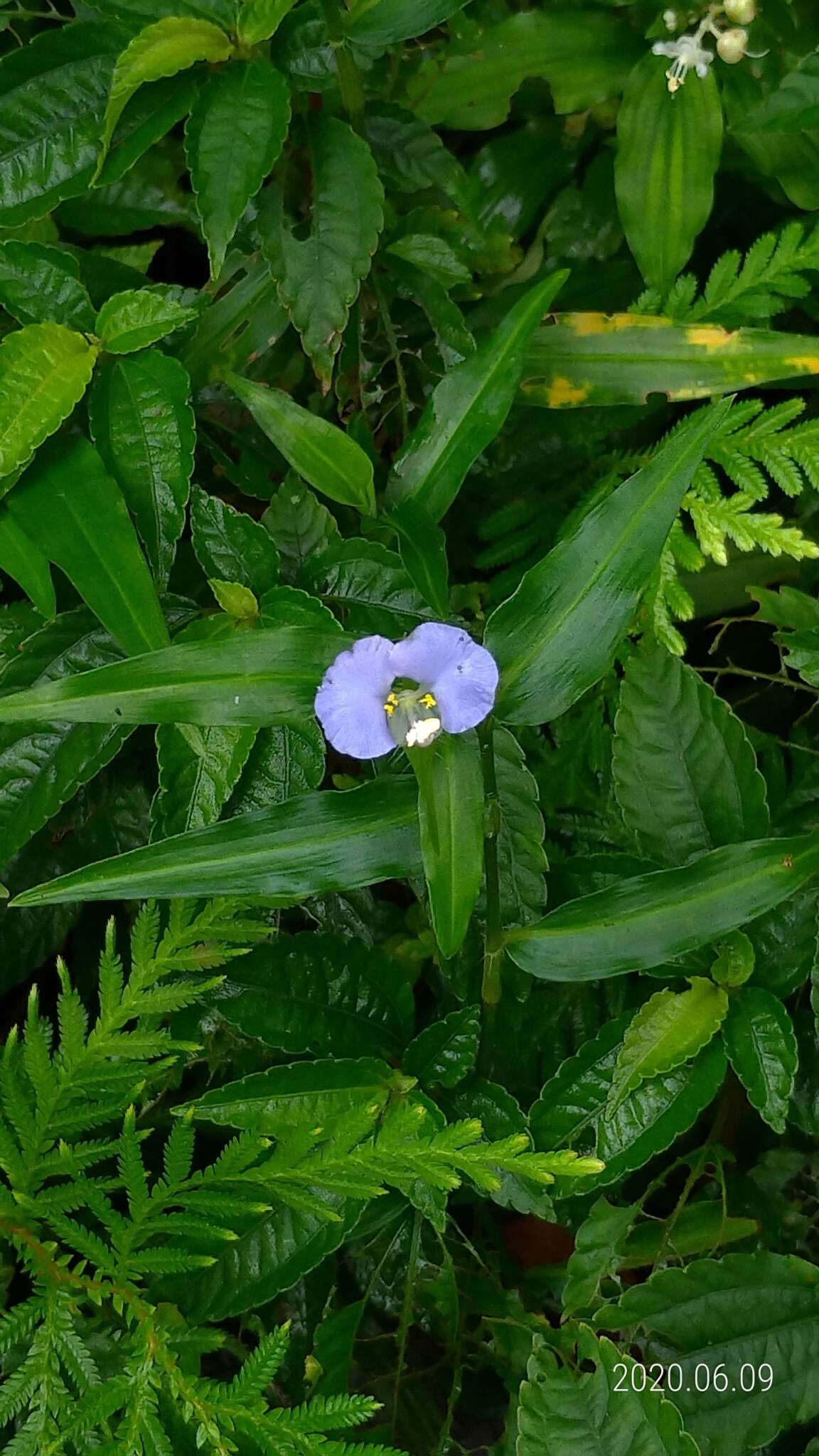 Image of Commelina auriculata Blume