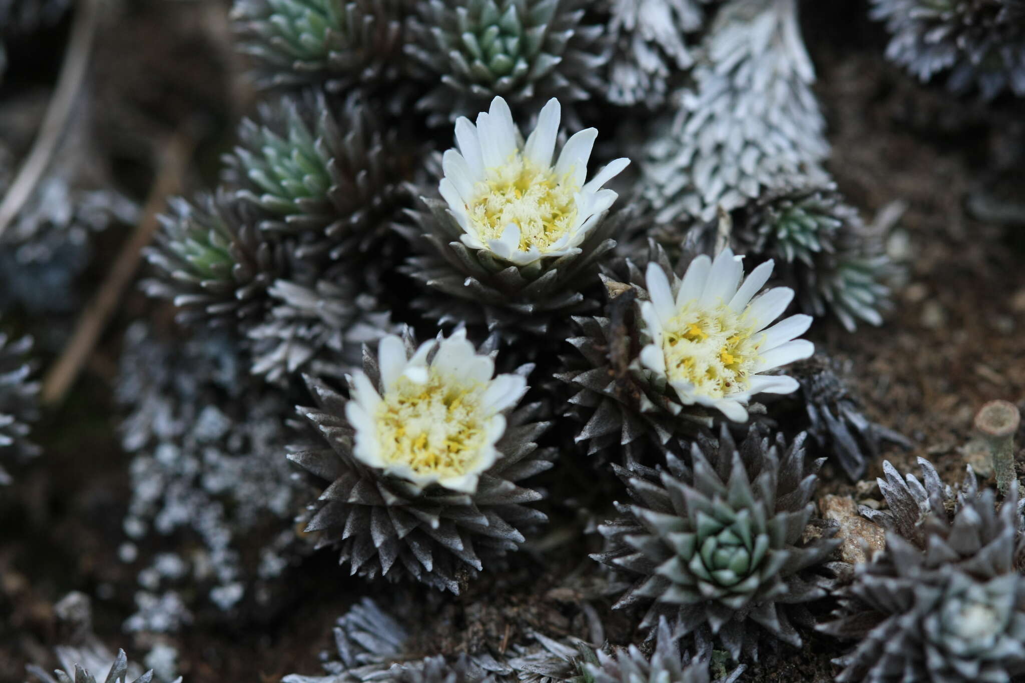 Plancia ëd Psychrophyton grandiflorum (Hook. fil.) Beauv.