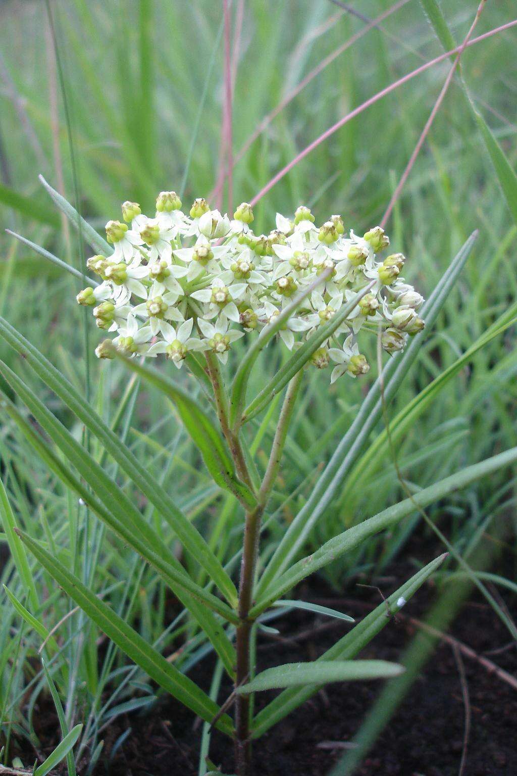 Image of Xysmalobium involucratum (E. Mey.) Decne.