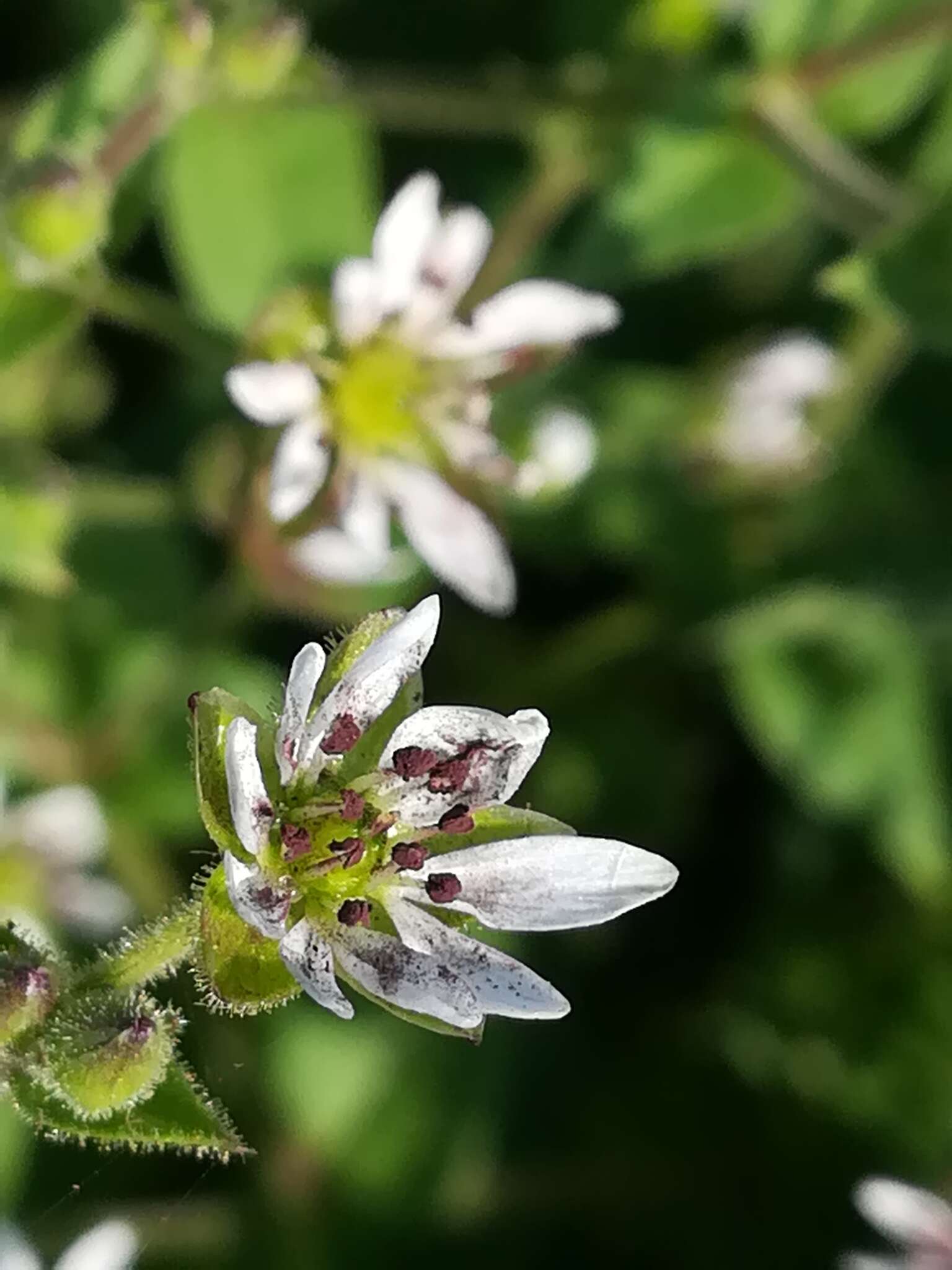 Microbotryum stellariae (Sowerby) G. Deml & Oberw. 1982的圖片