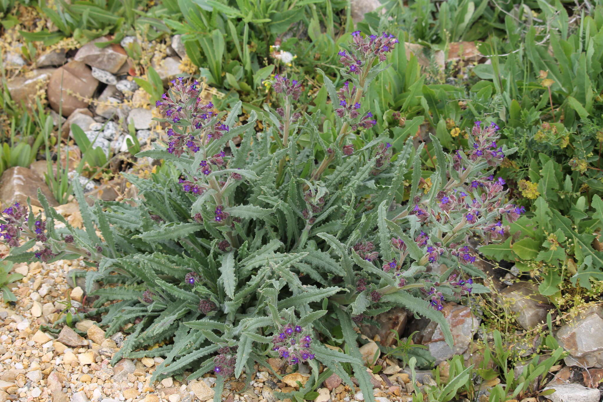 Image of Anchusa undulata L.