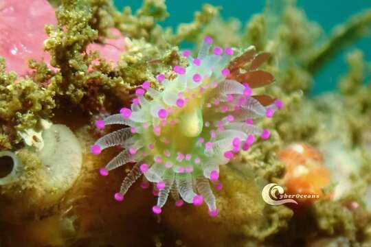 Image of Jewel anemone