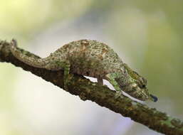 Image of Maroantsetra Chameleon