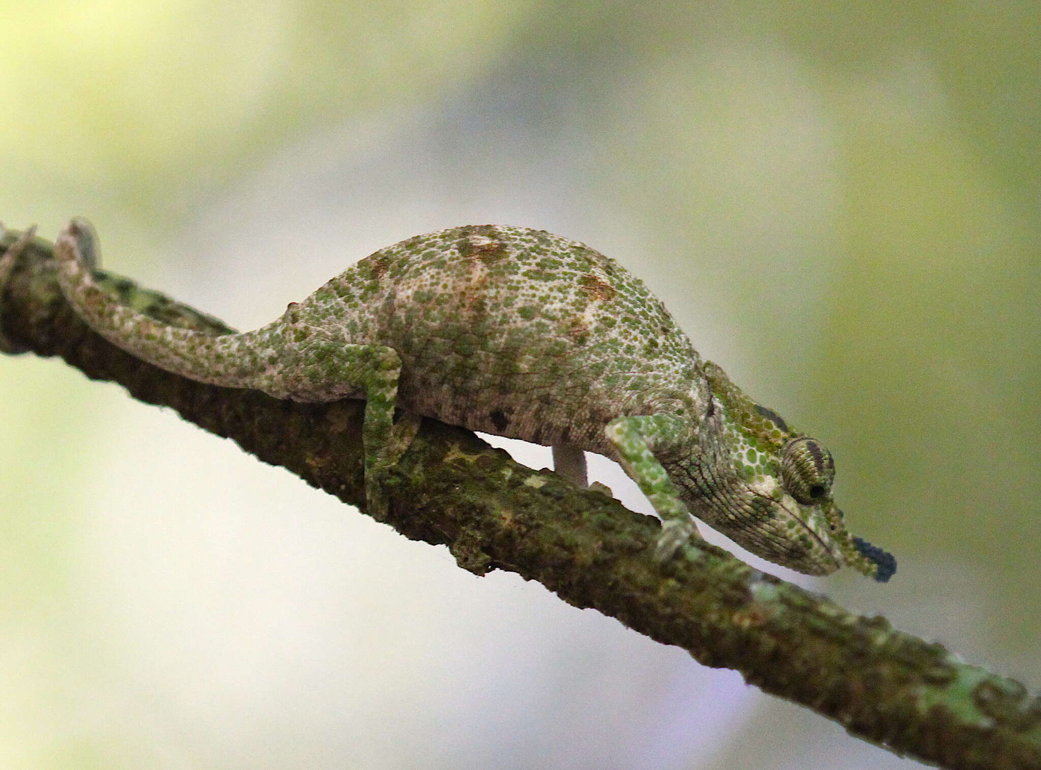 Image of Maroantsetra Chameleon