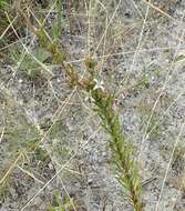 Wahlenbergia longifolia (A. DC.) Lammers resmi