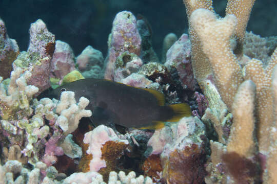 Image of Blue-spotted grouper