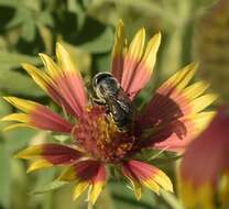 Osmia texana Cresson 1872的图像