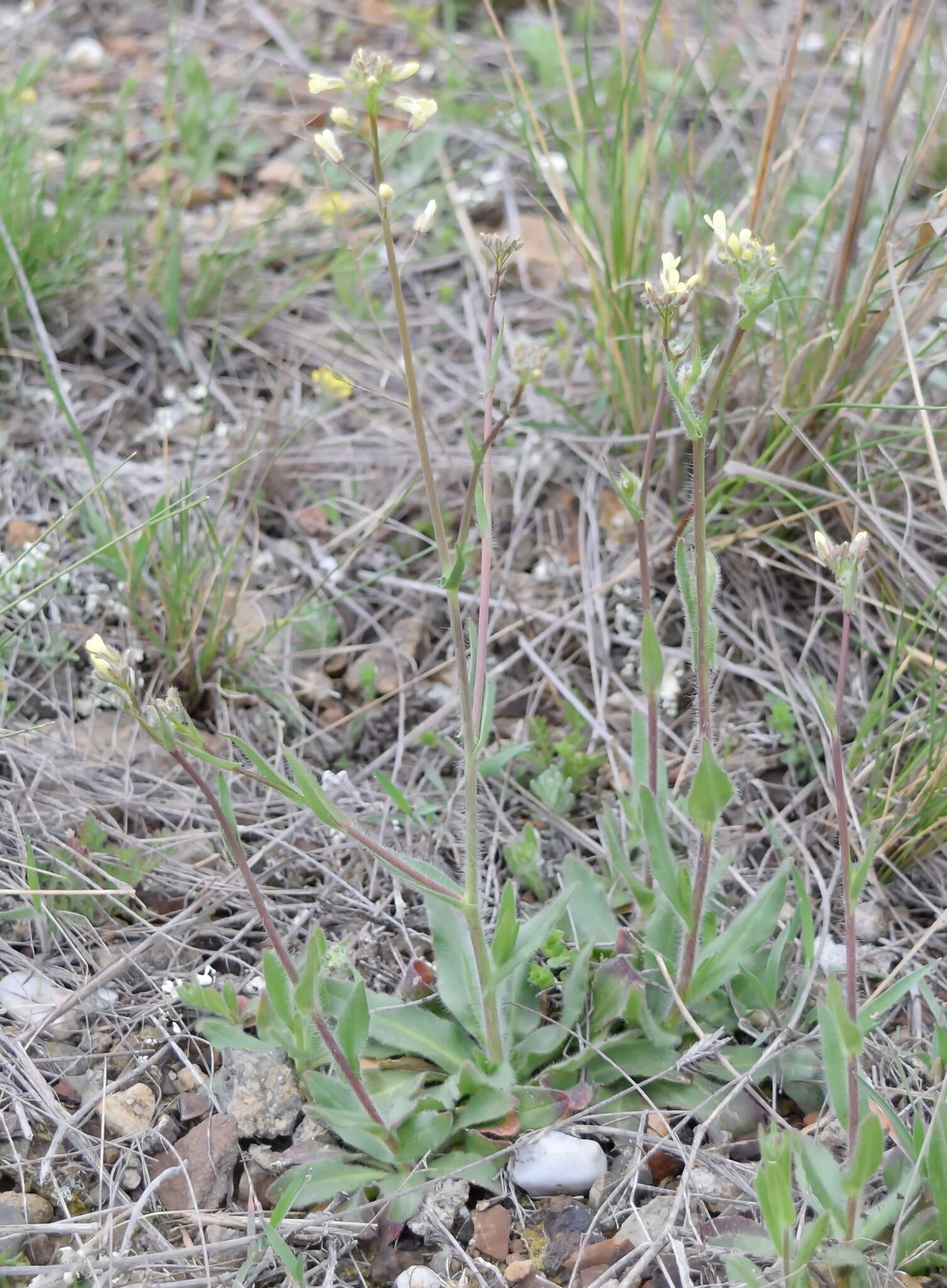 صورة Camelina rumelica Velen.