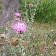 Image of Cirsium rhaphilepis (Hemsl.) Petr.