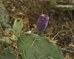 Image of twistspine pricklypear