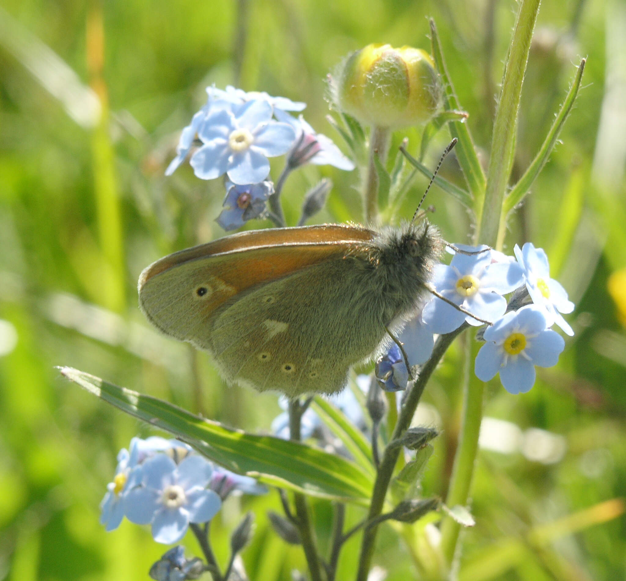 Coenonympha tullia chatiparae Sheljuzhko 1937的圖片