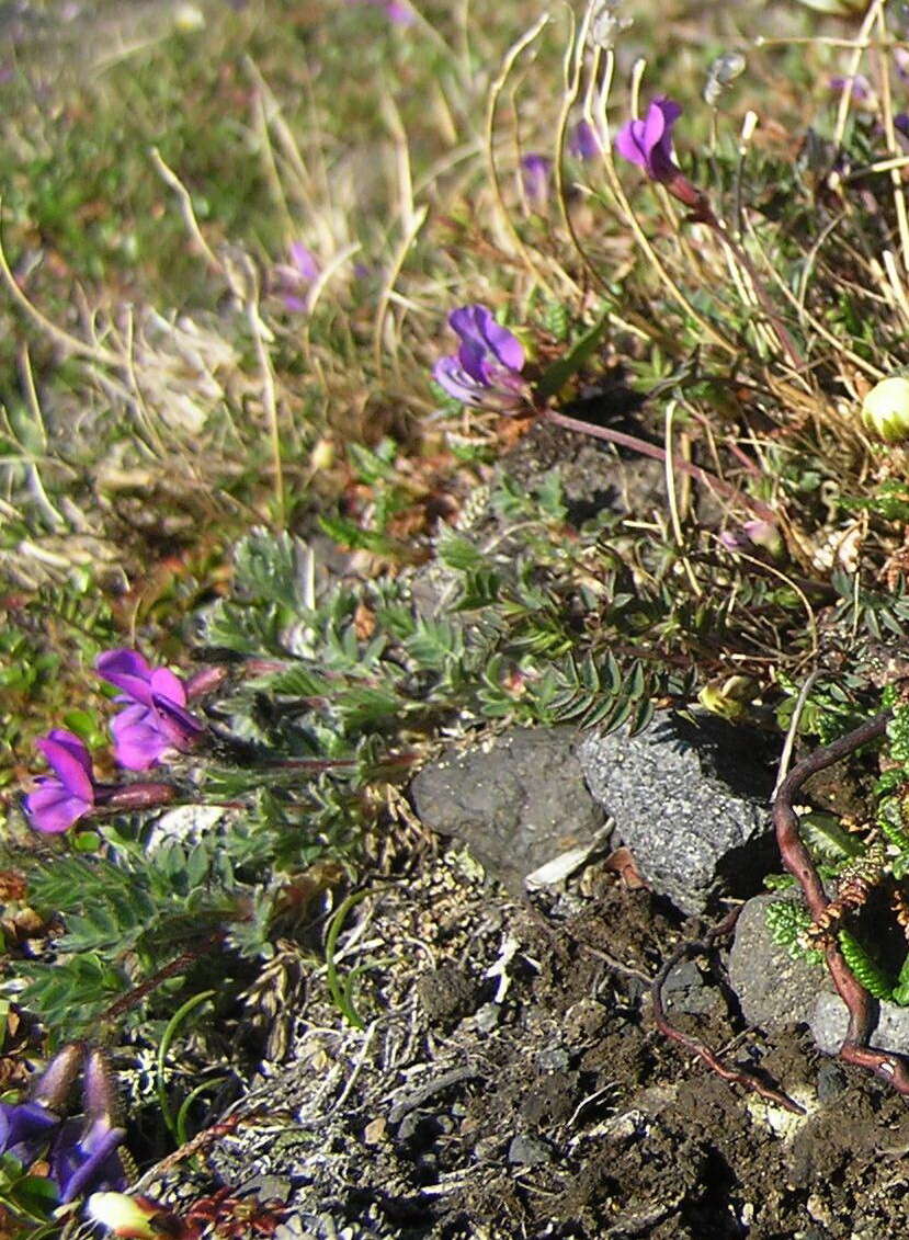 Image de Oxytropis revoluta Ledeb.