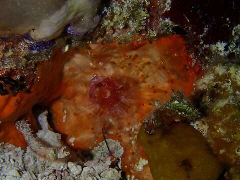 Image of orange ball anemone