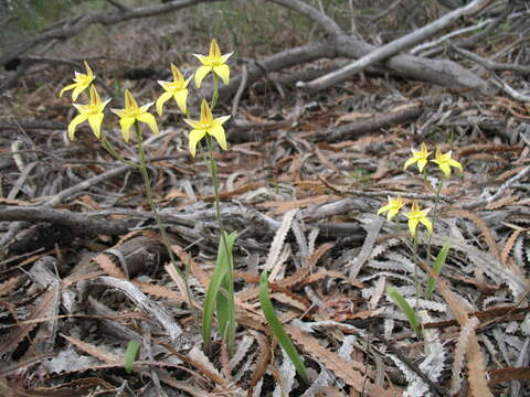 Image of Caladenia flava subsp. flava