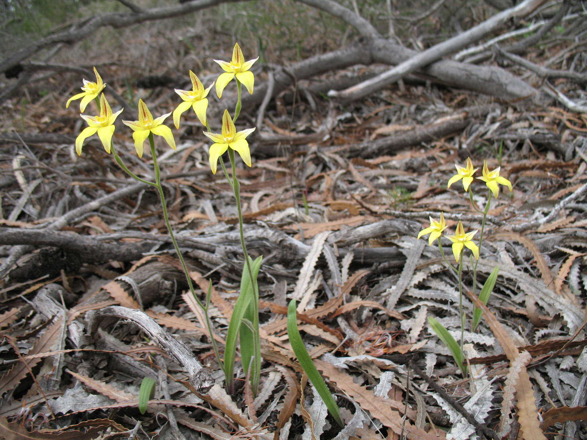 Image of Caladenia flava subsp. flava