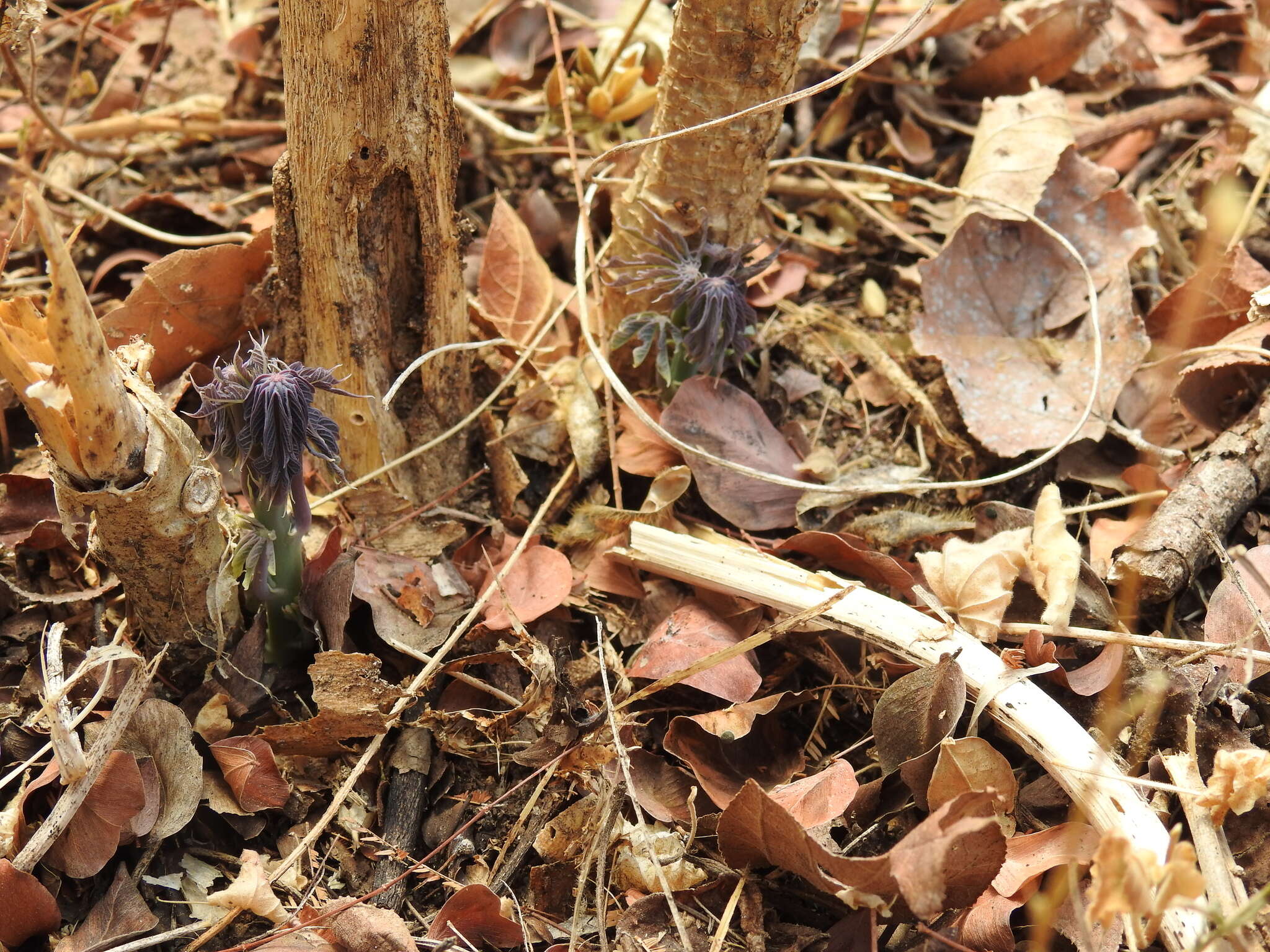 Image of Gyrocarpus jatrophifolius Domin