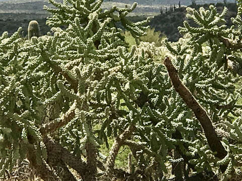 Image of jumping cholla