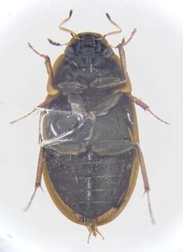 Image of Enochrus (Lumetus) hamiltoni (Horn 1890)