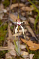 Imagem de Caladenia cala Hopper & A. P. Br.