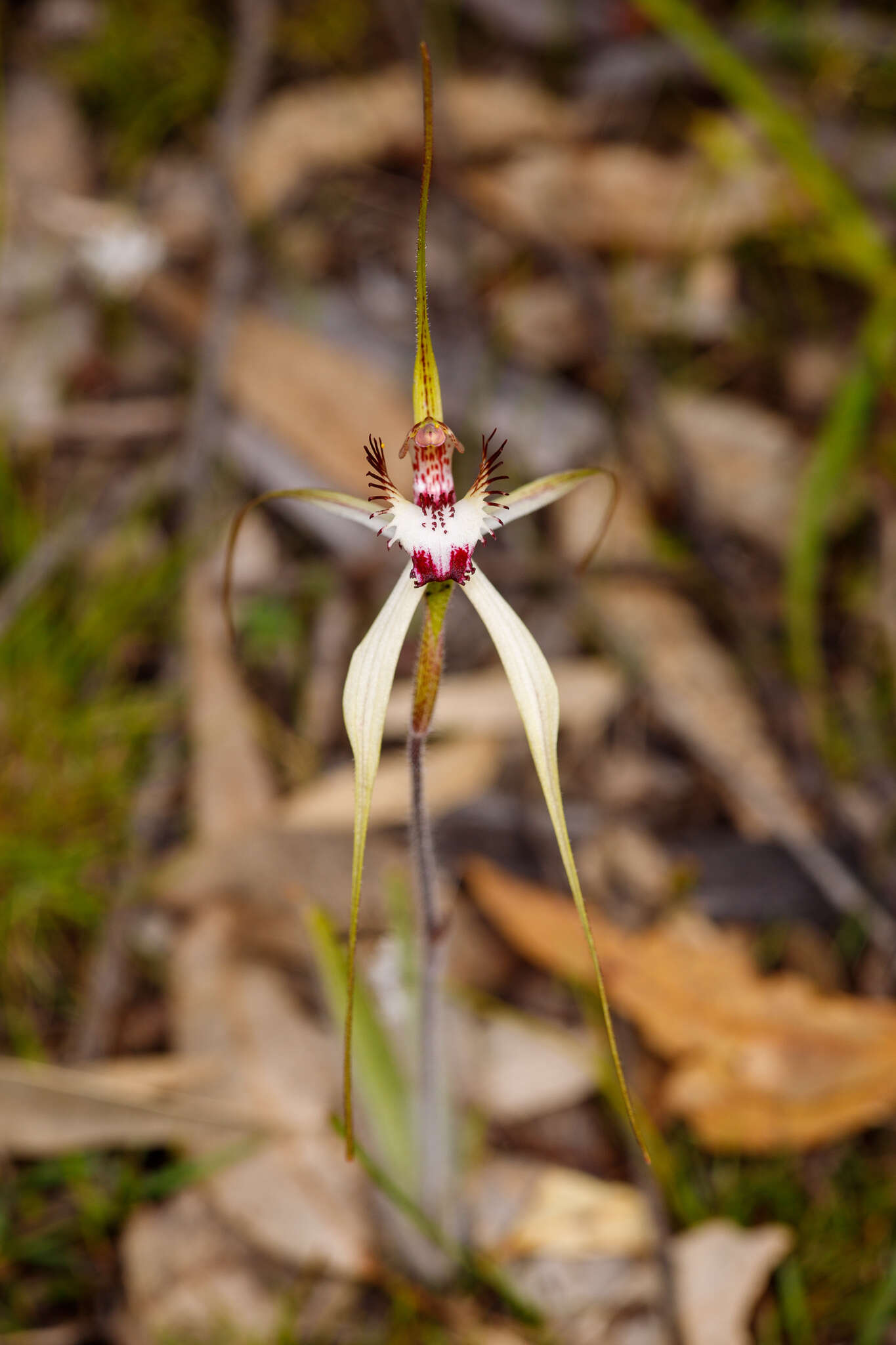 Image of Caladenia cala Hopper & A. P. Br.