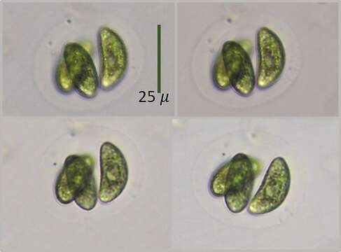 Слика од Nephrocytium lunatum