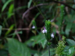 Image of Justicia chlorostachya Leonard