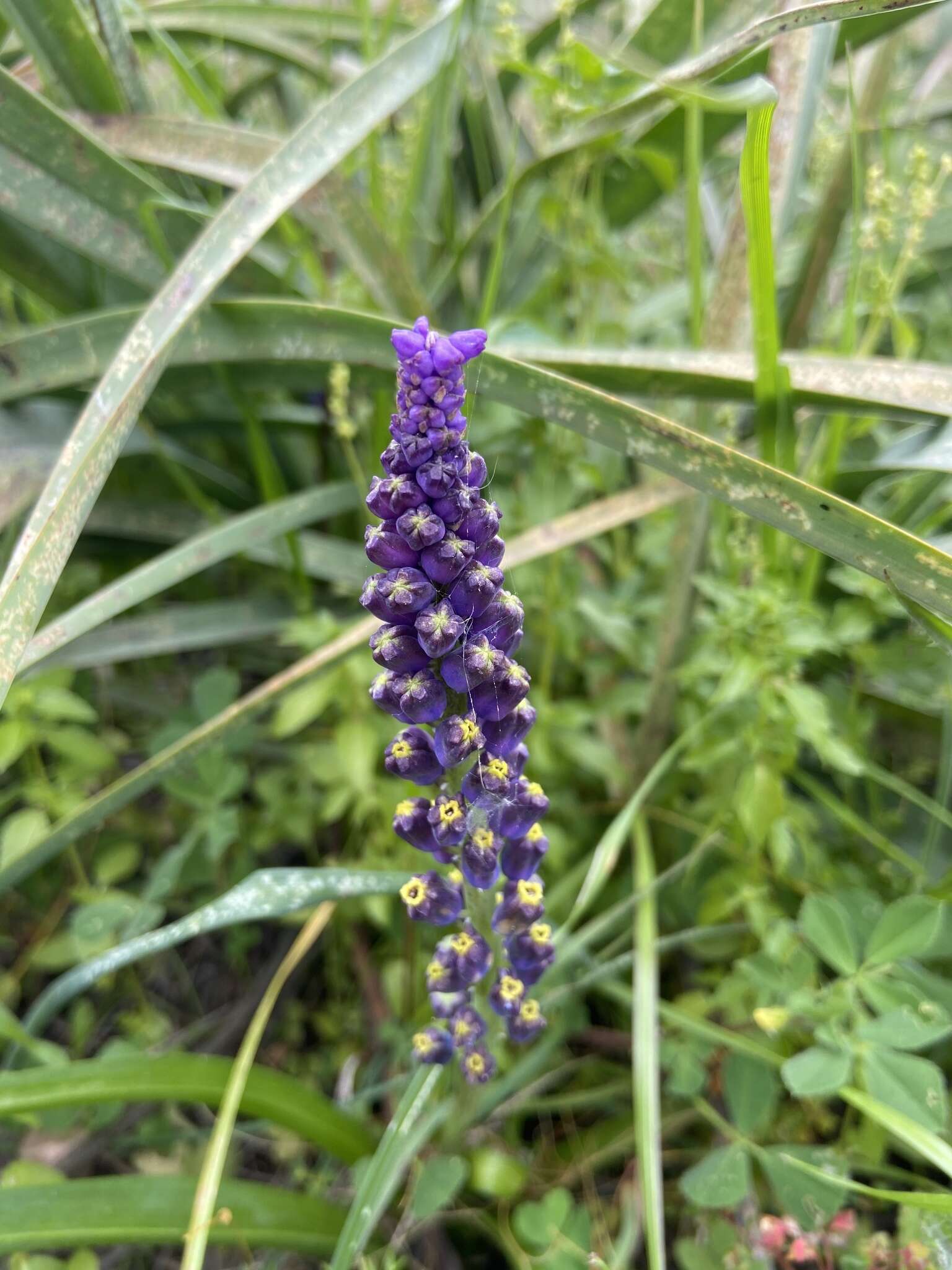 Слика од Leopoldia cycladica (P. H. Davis & D. C. Stuart) Garbari