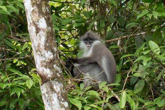 Image of Pale-thighed Langur