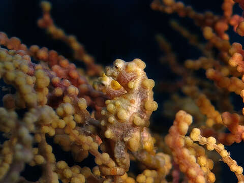 Image of Bargibant's Seahorse