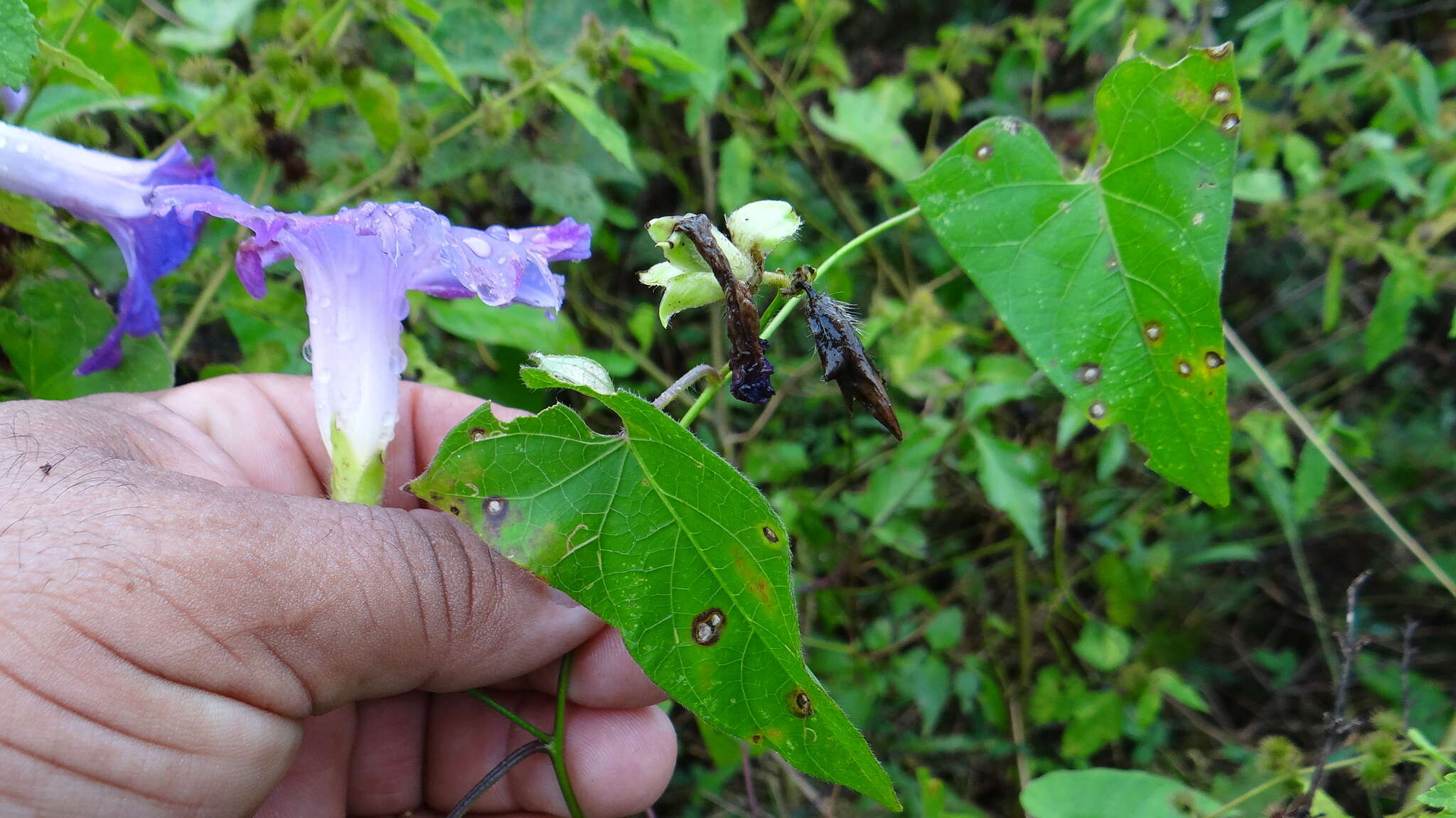 Image of Ipomoea variabilis (Schltdl & Cham.) Choisy