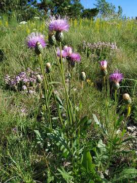 Image of Klasea radiata (Waldst. & Kit.) A. & D. Love