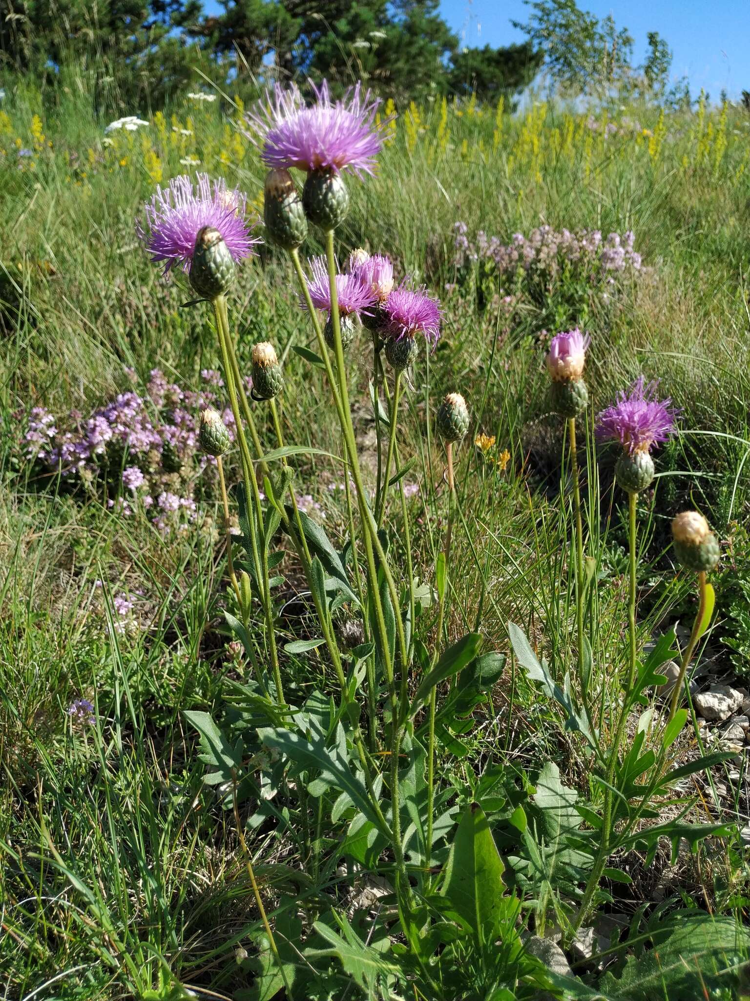 صورة Klasea radiata (Waldst. & Kit.) A. & D. Love