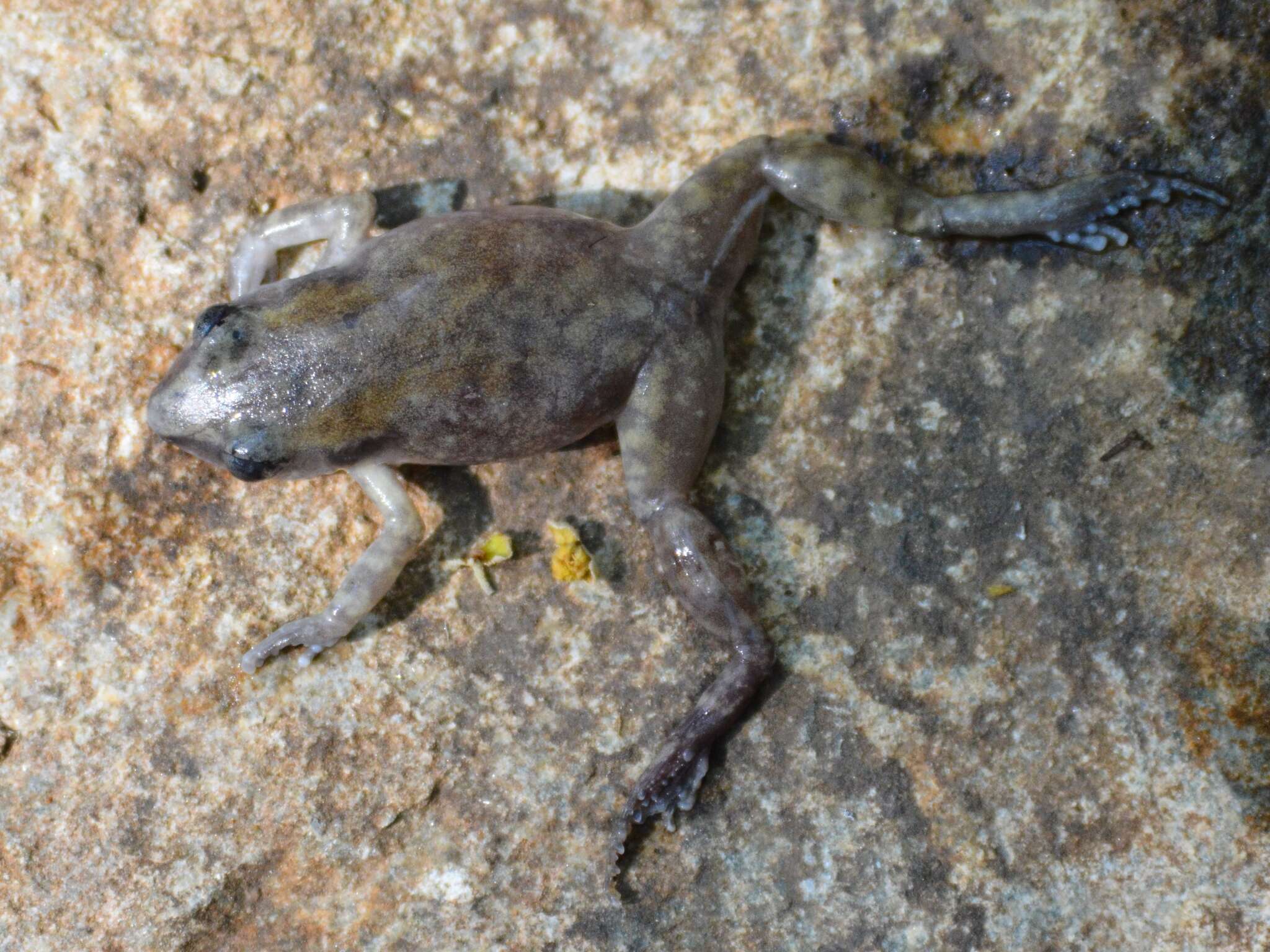 Image of Whistling Chirping Frog