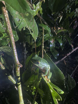 Image of Bright-eyed frog