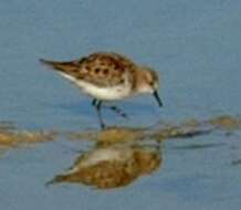 Plancia ëd Calidris minuta (Leisler 1812)