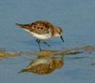 Image of Little Stint