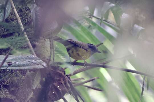 Image of Russet-crowned Warbler