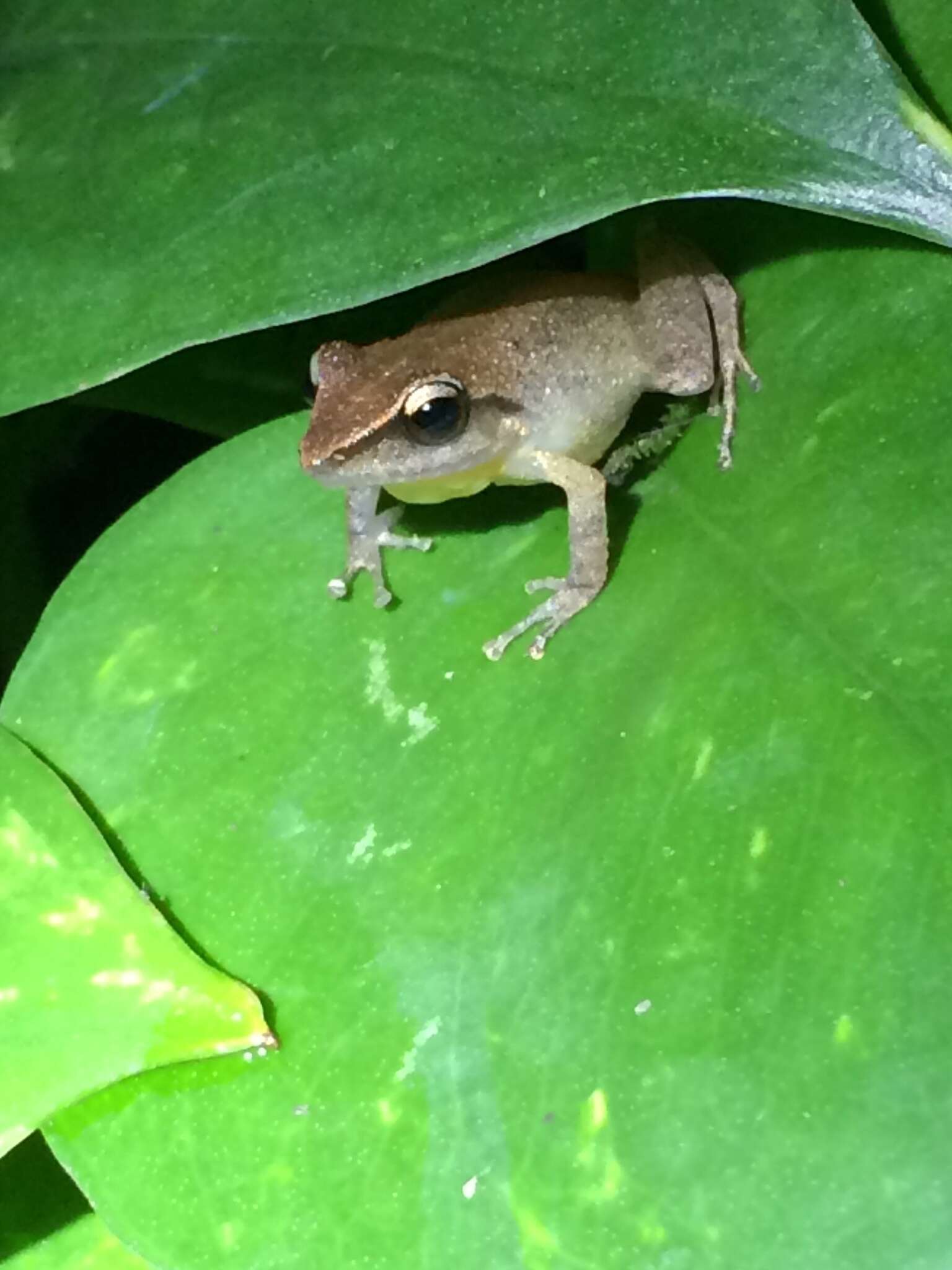 Image of Paulo's Robber Frog