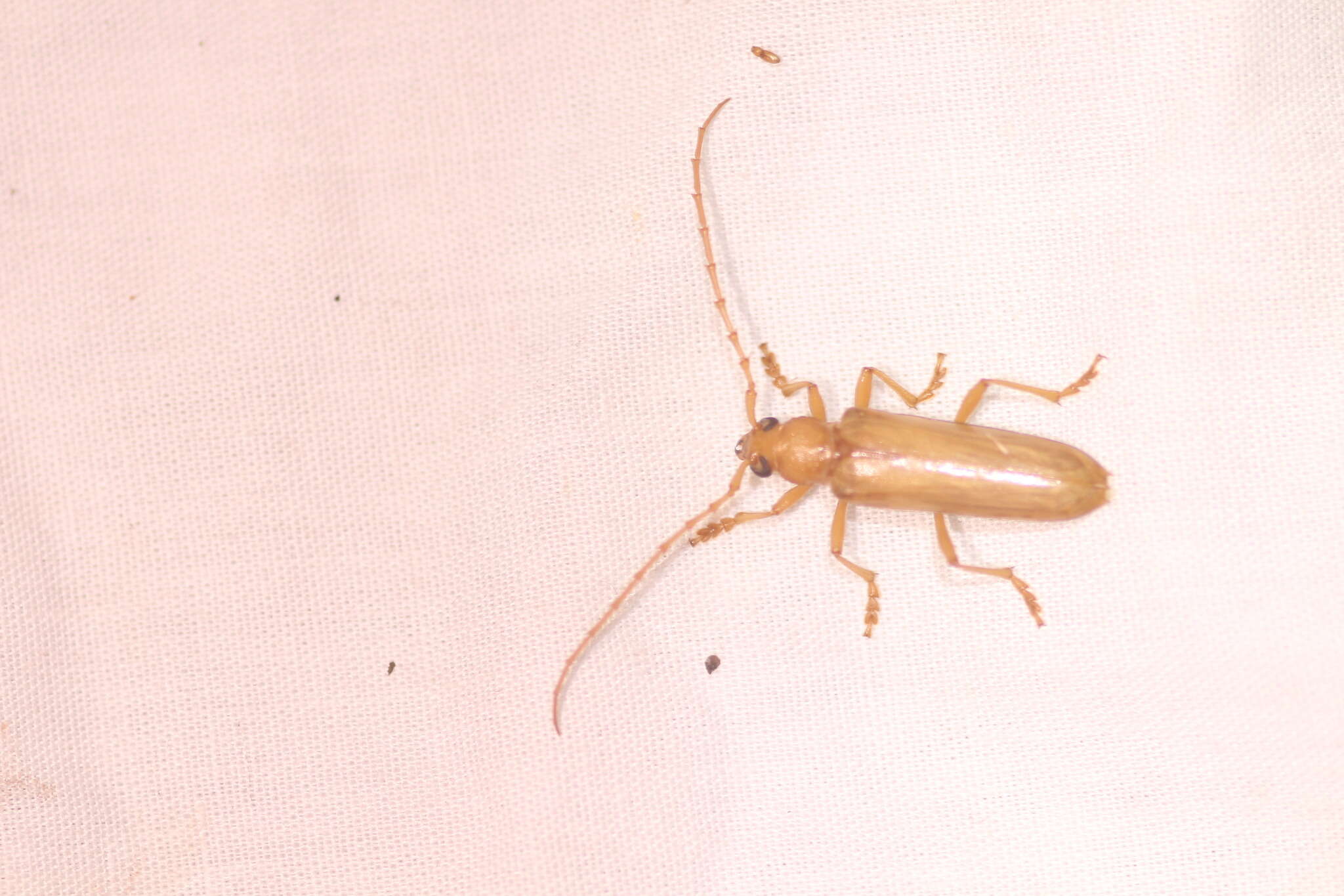 Image of Atylostagma polita White 1853