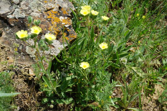 Image of Potentilla recta subsp. pilosa (Willd.) Jav.