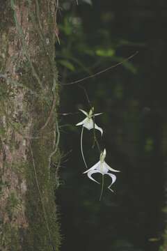 Image of Ghost orchid