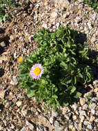 Image of seaside fleabane