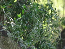 Image of Galium tomentosum Thunb.