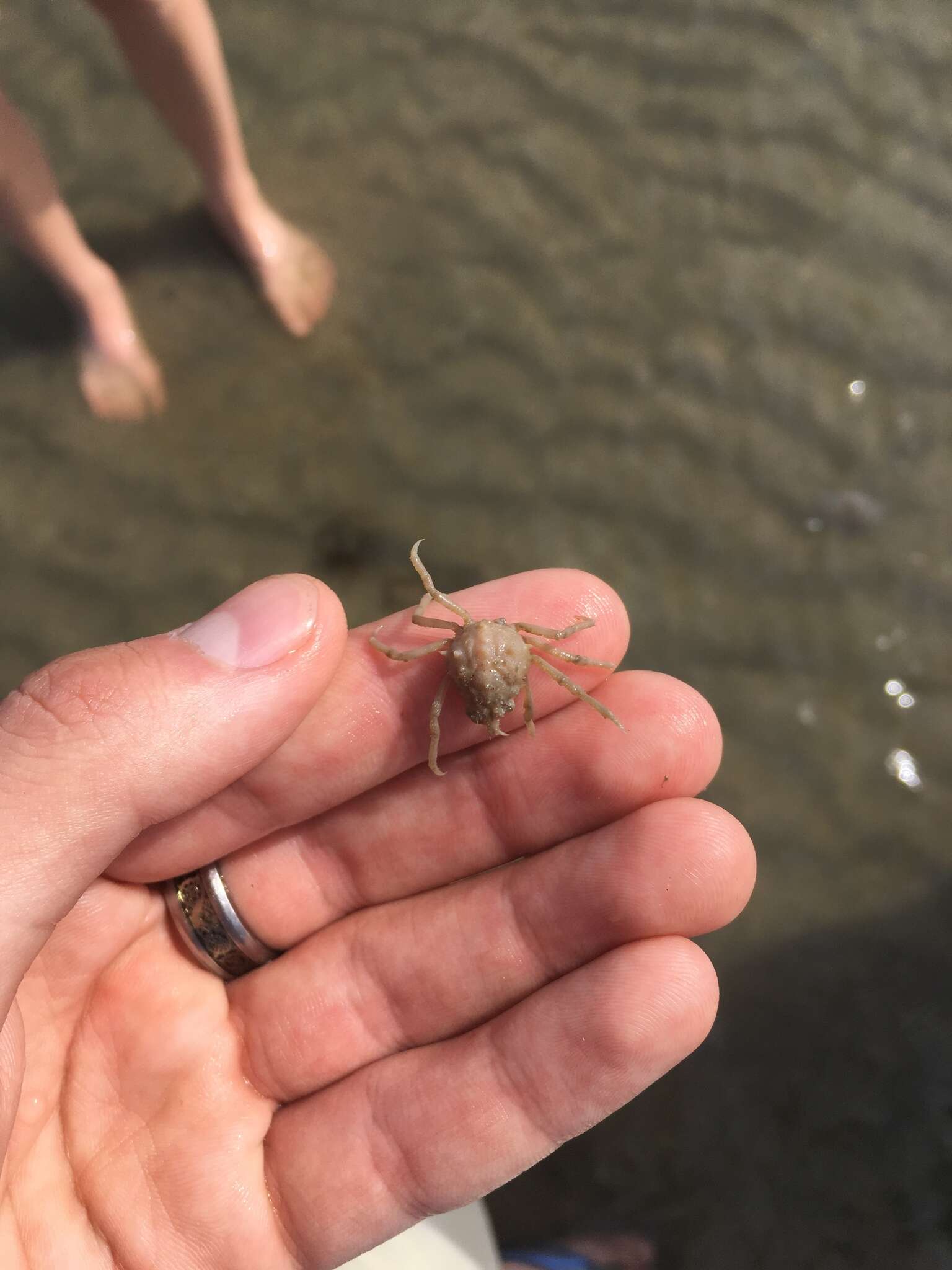 Image of doubtful spider crab